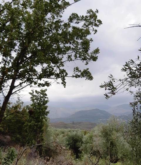 (For Sale) Land Agricultural Land  || Lakonia/Gytheio - 4.932 Sq.m, 30.000€ 