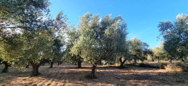 (For Sale) Land Plot || Lakonia/Gytheio - 3.700 Sq.m, 450.000€ 