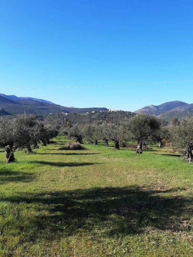 (For Sale) Land Agricultural Land  || Lakonia/Gytheio - 8.117 Sq.m, 49.000€ 