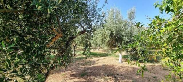 (For Sale) Land Plot || Lakonia/Gytheio - 312 Sq.m, 70.000€ 