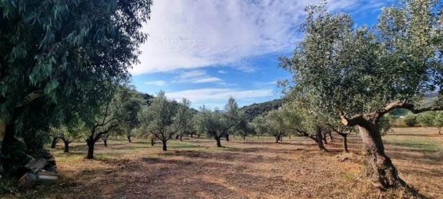 (For Sale) Land Agricultural Land  || Lakonia/Gytheio - 16.000 Sq.m, 215.000€ 